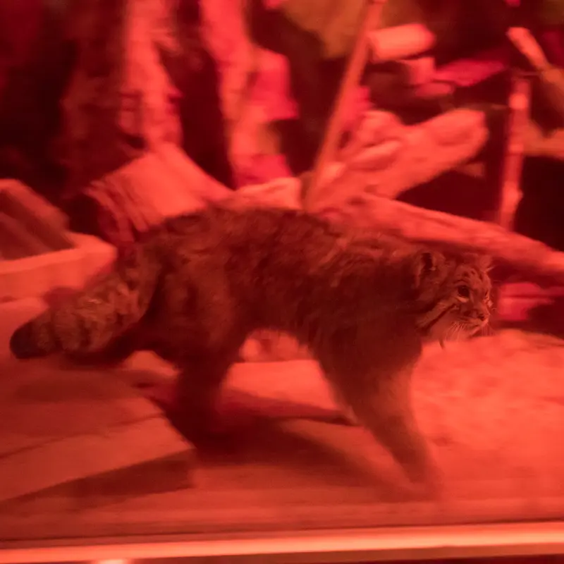 A photograph of Naim in Ueno Zoological Gardens