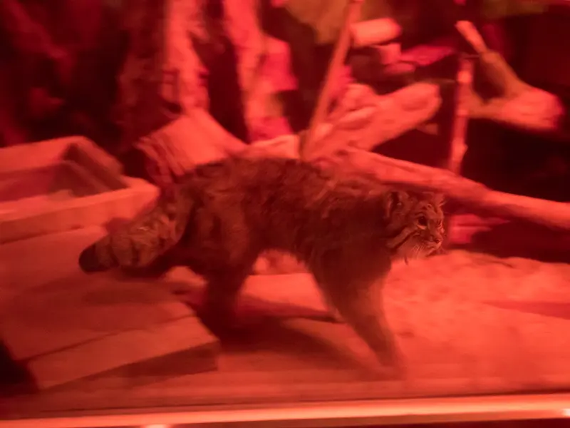 A photograph of Naim in Ueno Zoological Gardens