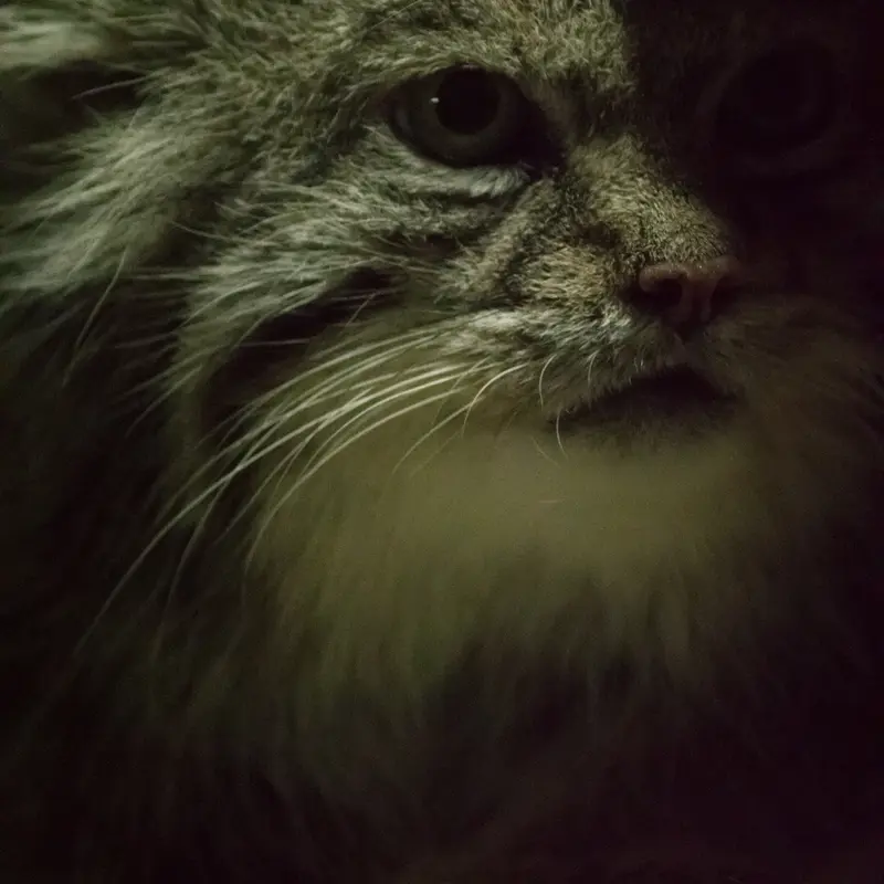 A photograph of Klyon in Ueno Zoological Gardens