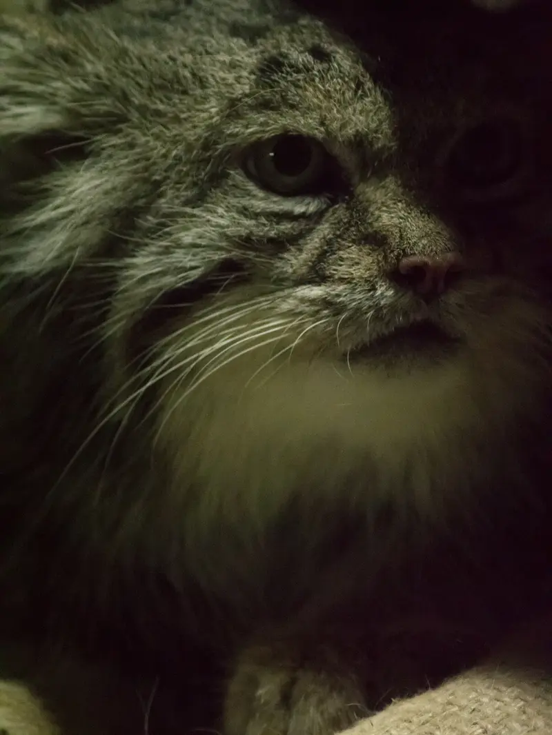A photograph of Klyon in Ueno Zoological Gardens