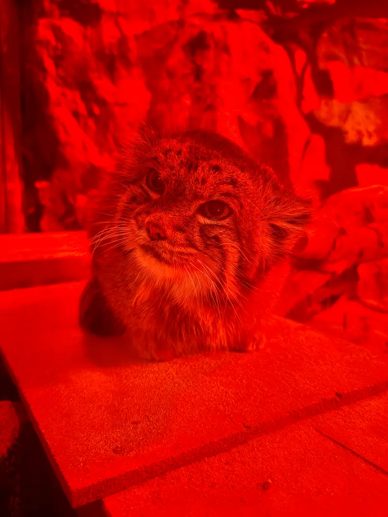 A photograph of Naim in Ueno Zoological Gardens
