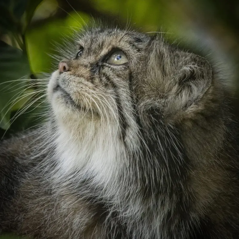 A photograph of Jochi in Howletts Wild Animal Park