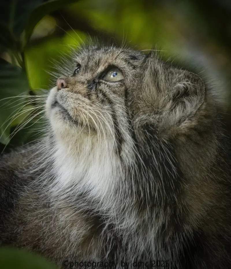 A photograph of Jochi in Howletts Wild Animal Park