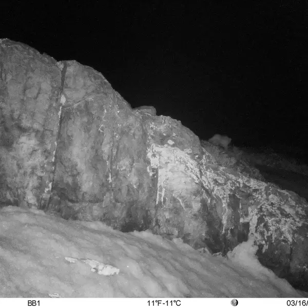 A photograph of Otocolobus manul manul from Aktas-Kunkora [new] camera trap