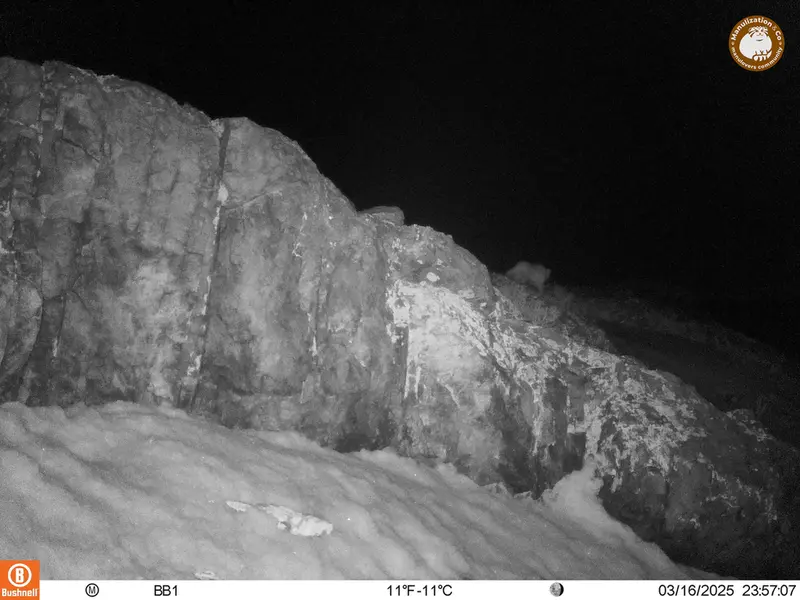 A photograph of Otocolobus manul manul from Aktas-Kunkora camera trap
