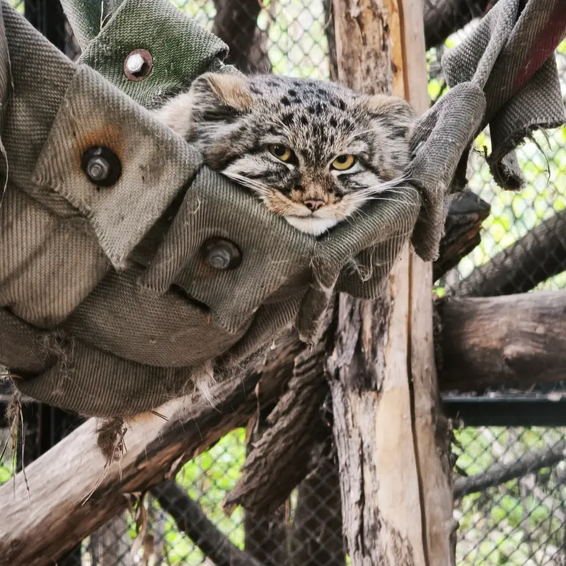 A photograph of Son of Adele b.2026 Ⅲ in Novosibirsk Zoo