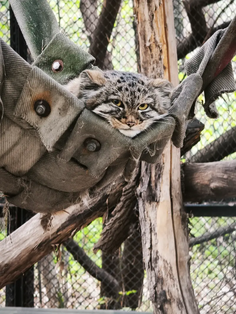 A photograph of Son of Adele b.2026 Ⅲ in Novosibirsk Zoo