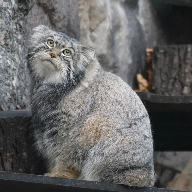 A photograph of Timofey in Moscow zoo