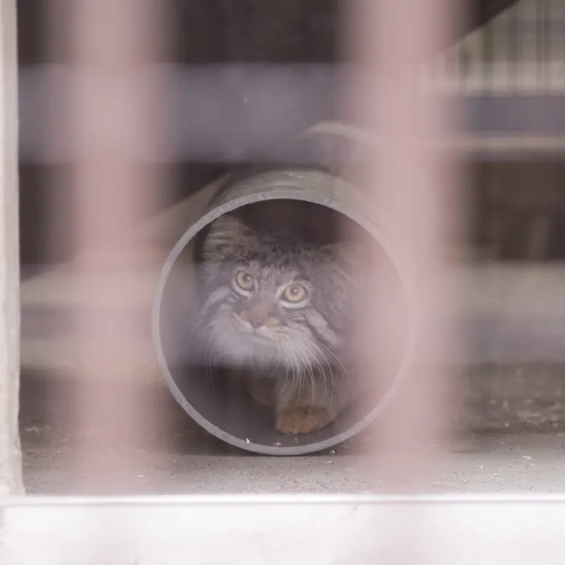 A photograph of Figa in Nogeyama Zoo