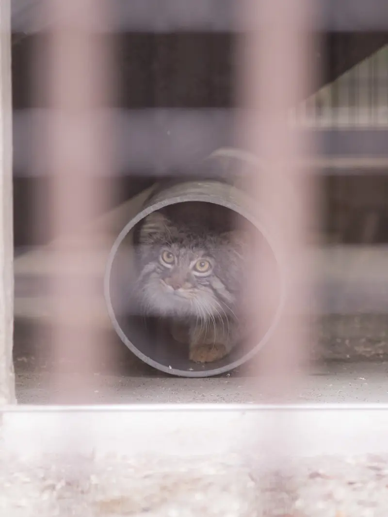 A photograph of Figa in Nogeyama Zoo