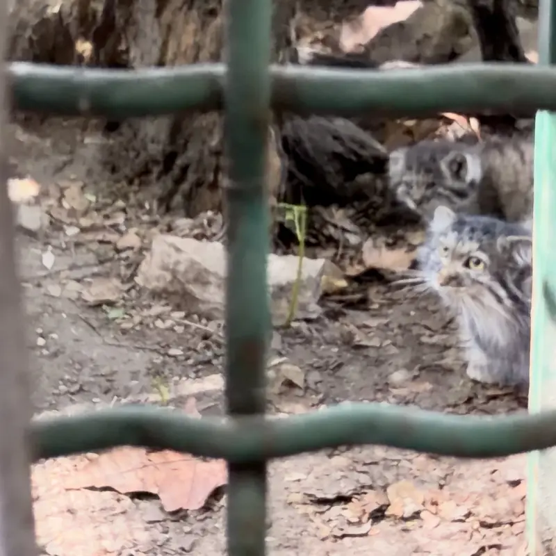 A photograph of a Pallas's cat in Budapest Zoo & Botanical Garden