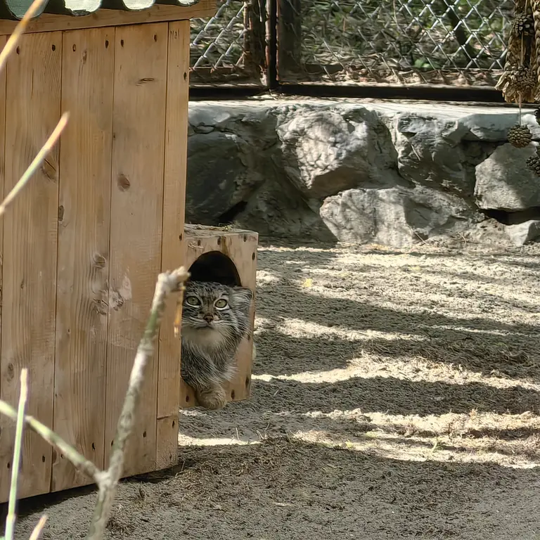 A photograph of Snezhana in Novosibirsk Zoo