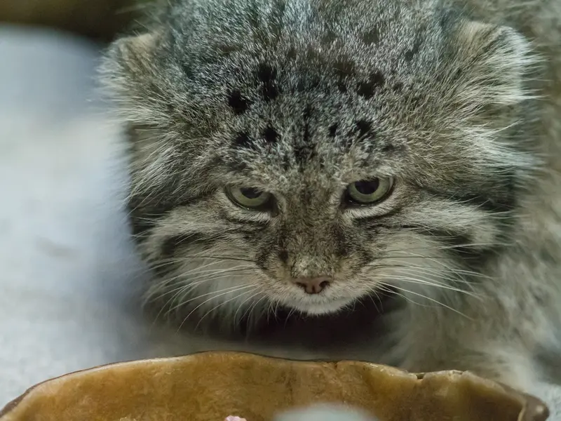 A photograph of Klyon in Ueno Zoological Gardens