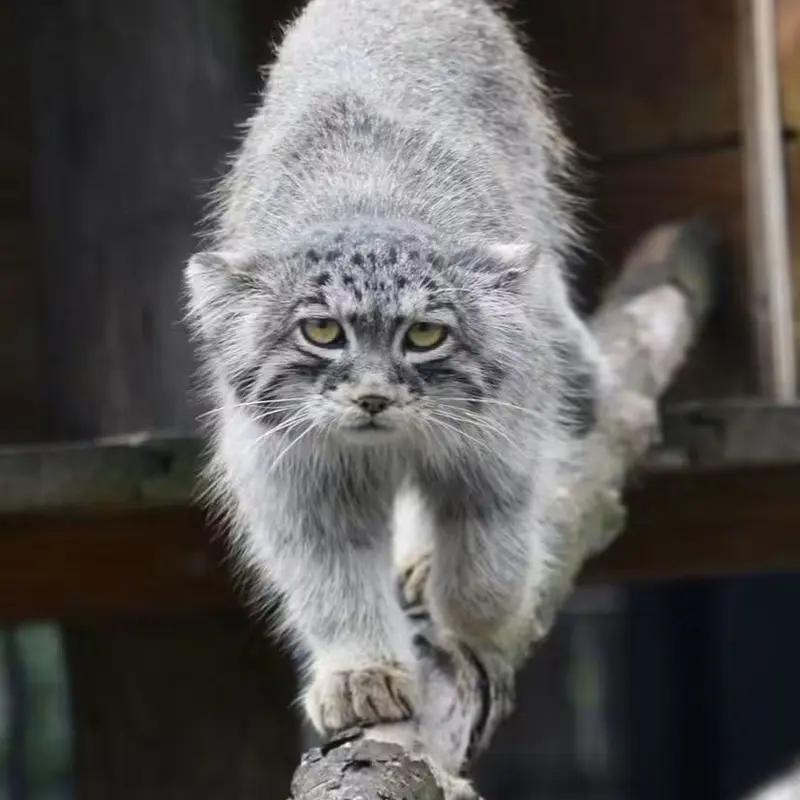 A photograph of a Pallas's cat in Bio-Topia Dunkerque