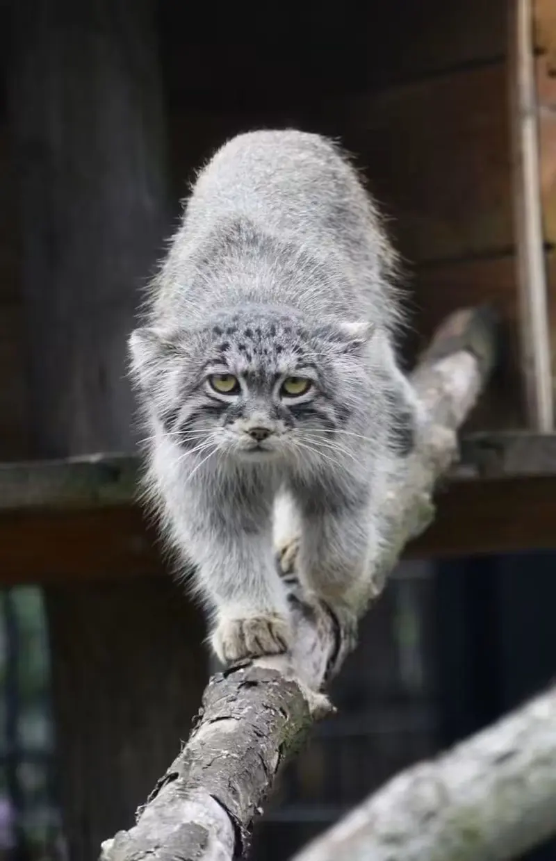 A photograph of a Pallas's cat in Bio-Topia Dunkerque
