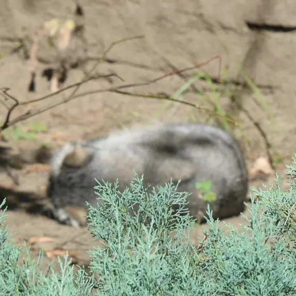A photograph of a Pallas's cat in Moscow zoo