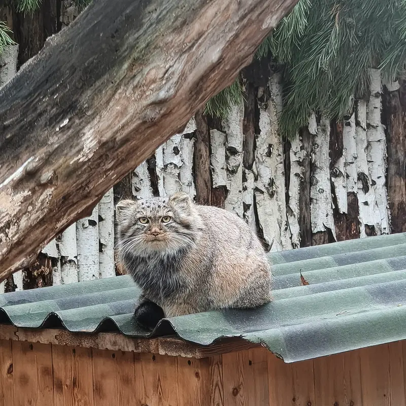 A photograph of a Pallas's cat in Novosibirsk Zoo