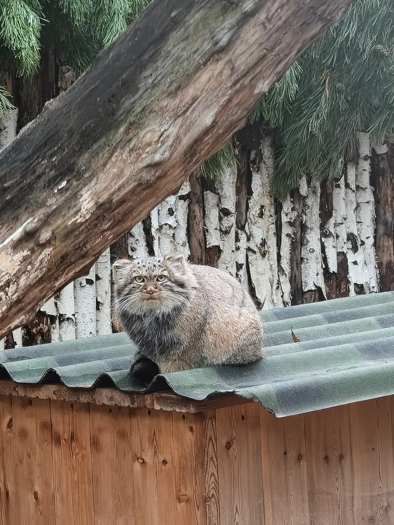 A photograph of a Pallas's cat in Novosibirsk Zoo