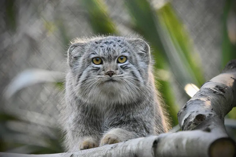 A photograph of Bat-Erdene in Port Lympne Wild Animal Park