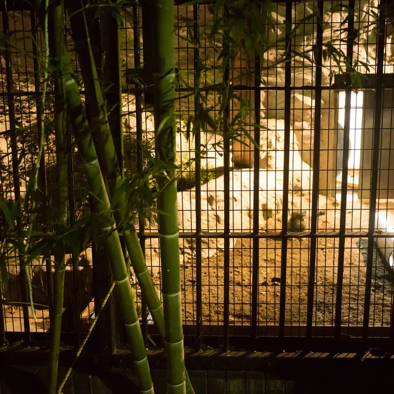 A photograph of Figa in Nogeyama Zoo
