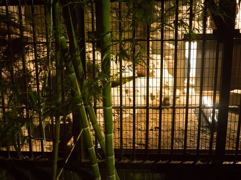 A photograph of Figa in Nogeyama Zoo