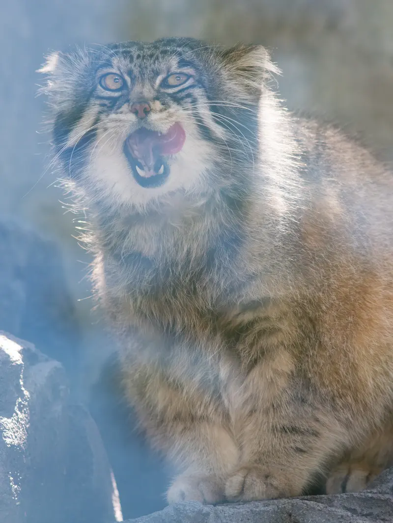 A photograph of Grusha in Asahiyama Zoo