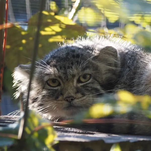 A photograph of Altai in Gdansk Zoo