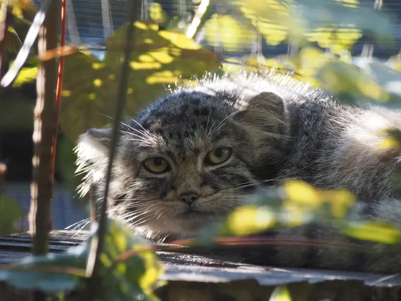 A photograph of Altai in Gdansk Zoo