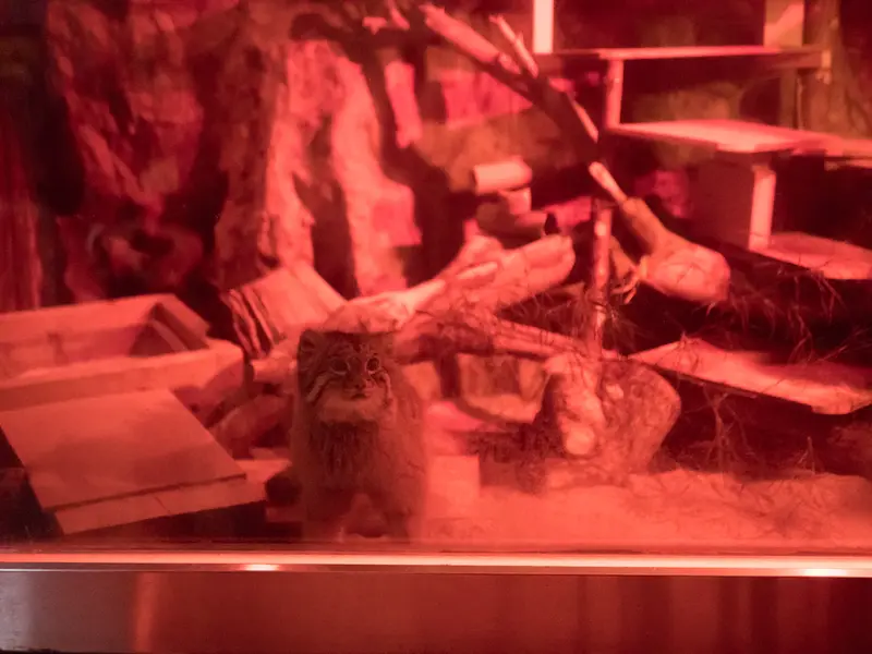 A photograph of Naim in Ueno Zoological Gardens