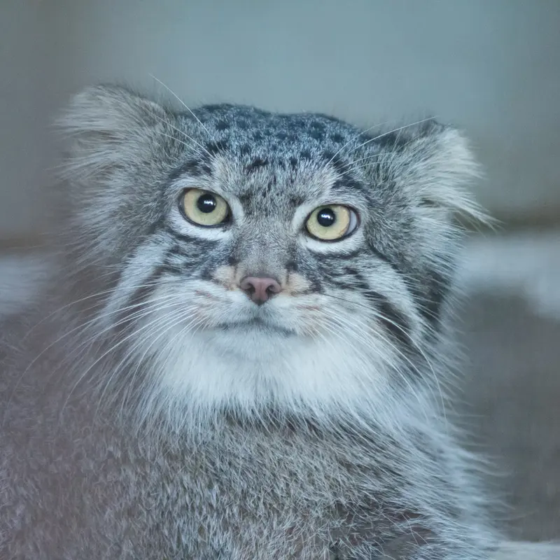 A photograph of Figa in Nogeyama Zoo