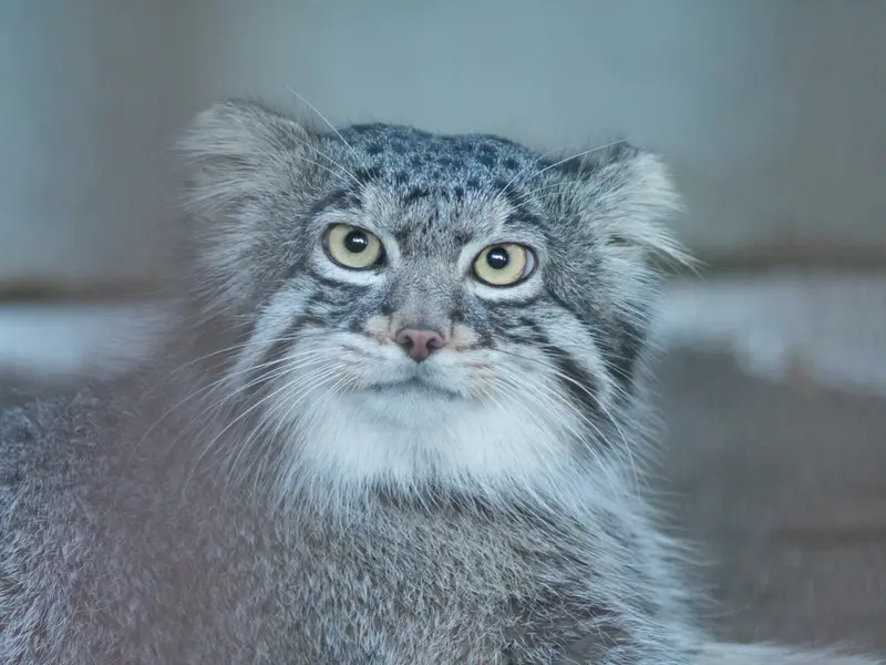 A photograph of Figa in Nogeyama Zoo