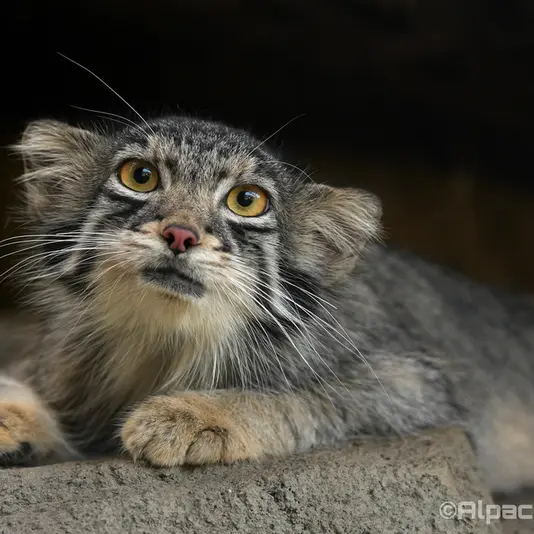 A photograph of Oto in Kobe Animal Kingdom