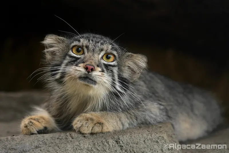 A photograph of Oto in Kobe Animal Kingdom