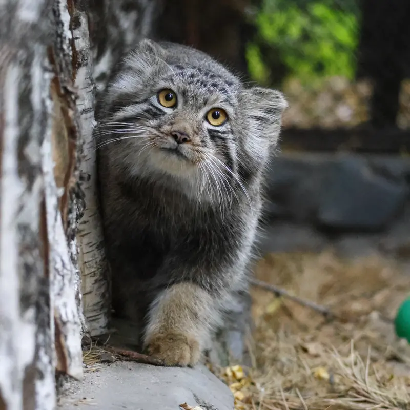 A photograph of a Pallas's cat