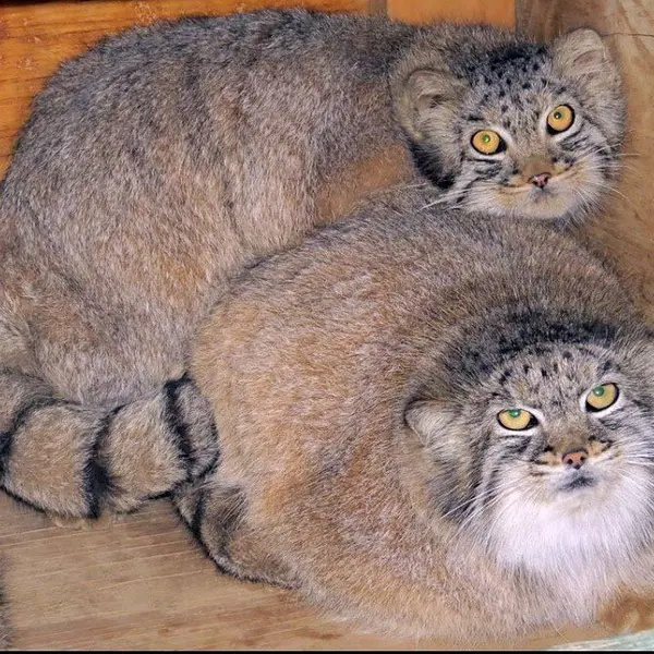 A photograph of Minka and Tyrion in The Cat House