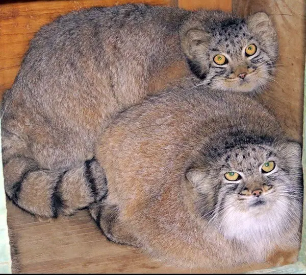 A photograph of Minka and Tyrion in The Cat House
