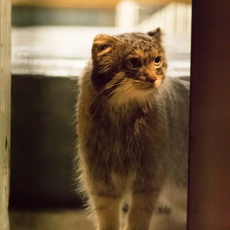 A photograph of Figa in Nogeyama Zoo