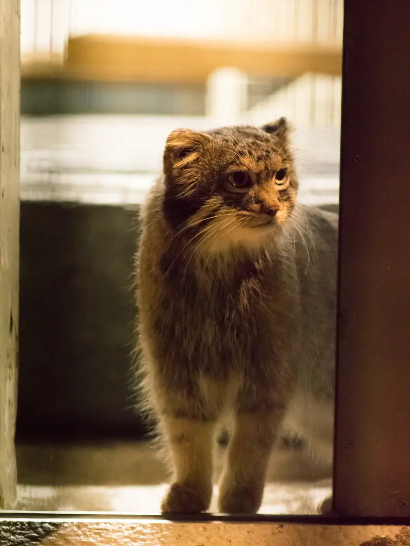 A photograph of Figa in Nogeyama Zoo