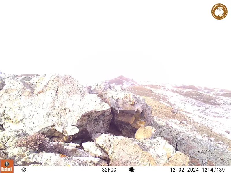 A photograph of Pika from Besshoky 1 camera trap