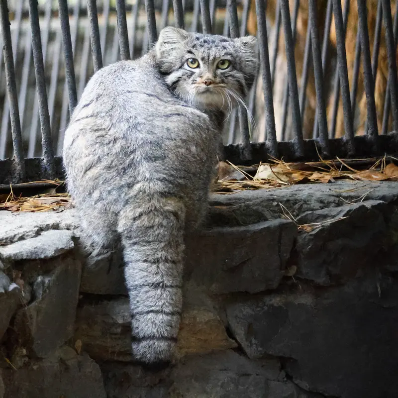 A photograph of Katun in Novosibirsk Zoo