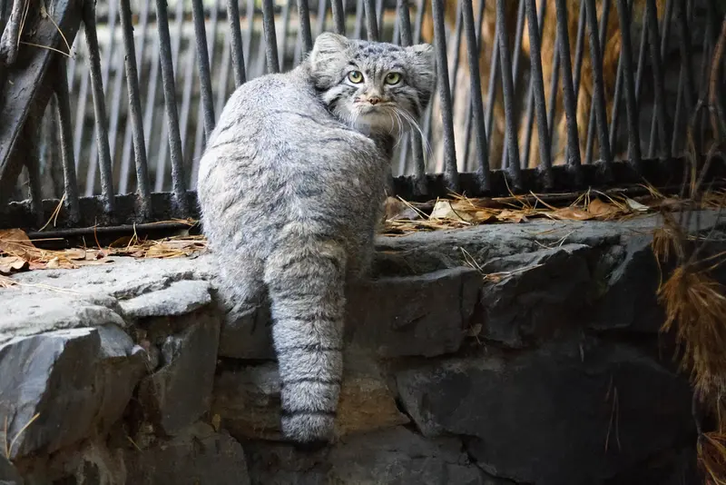 A photograph of Katun in Novosibirsk Zoo