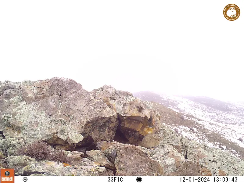 A photograph of Pika from Besshoky 1 camera trap