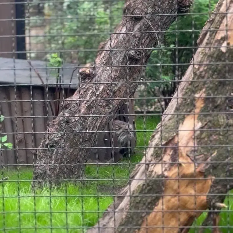 A photograph of a Pallas's cat in Warsaw Zoo