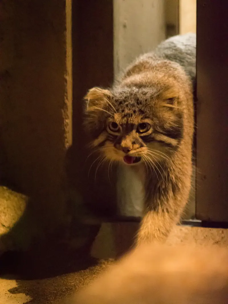 A photograph of Figa in Nogeyama Zoo