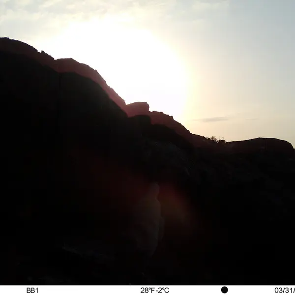 A photograph of Otocolobus manul manul from Aktas-Kunkora camera trap