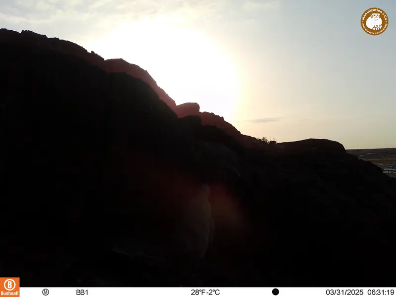 A photograph of Otocolobus manul manul from Aktas-Kunkora camera trap