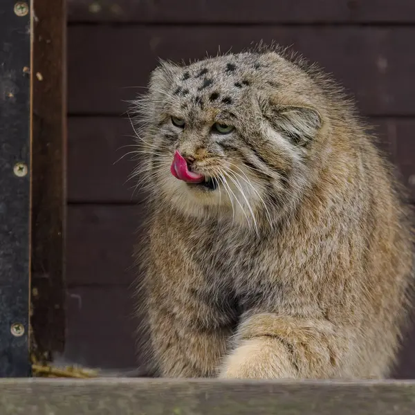 A photograph of Muztau in Brno Zoo