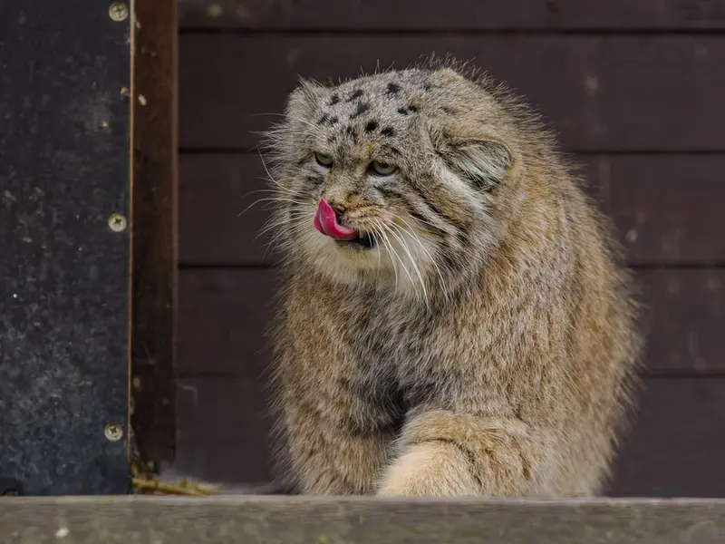 A photograph of Muztau in Brno Zoo