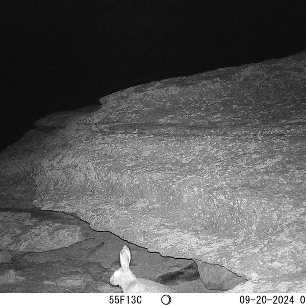A photograph of Hare from Bektauata 1 camera trap