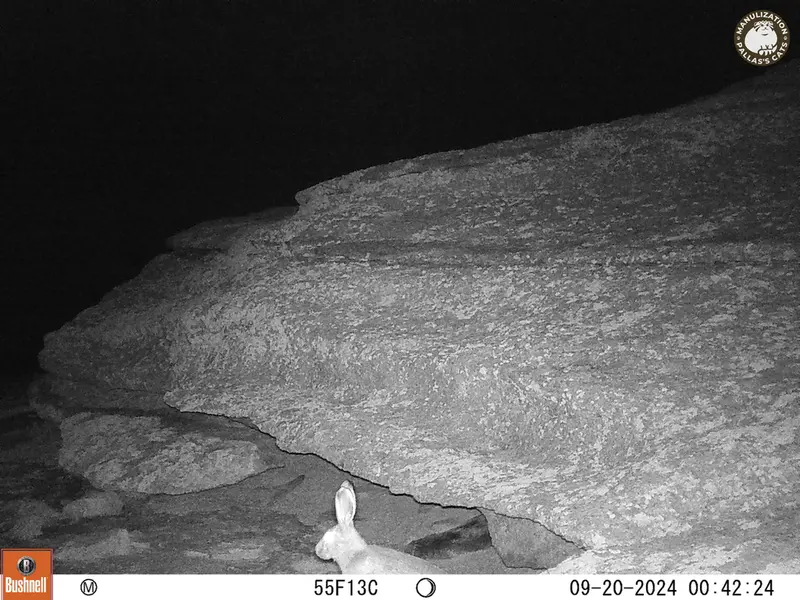 A photograph of Hare from Bektauata 1 camera trap